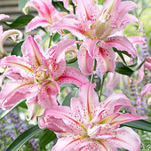 лілії Broken Heart: 14/16