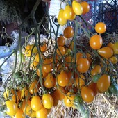 томат Ілді, 15 насінин