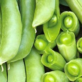 Горох Суперцукровий .Спаржевий горох. Стручок їдять цілком! Велика упаковка