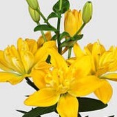 лілія ЛА-гибрид Beverly Gold 12/14