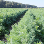 Кріп Листя папороті.Кущовий. Велика упаковка.