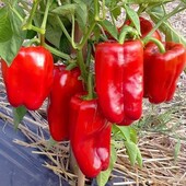 Перець Богатир. 30 насінин. Урожайний та стійкий до хвороб.