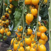 Томат Лимон- Ліана( Диво світу. )до 12 кг з куща.По 20-25 смачних плодів на кисті.