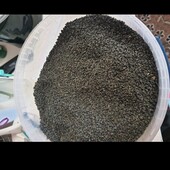 Семена лука,чернушка 1кг 550грн.