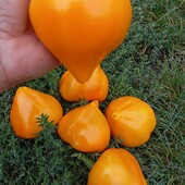 Урожайний солодкий перець Леся жовта,20 насінин,