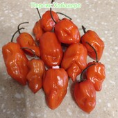 Перчик Хабанеро оранж
