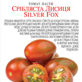БЕЗрозсадний, томат Срібна лисиця.