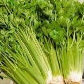 Насіння Селера листкова (0,2 г) Свіжа зелень для здорового харчування!