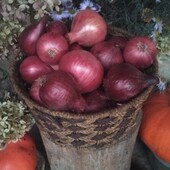 Цибуля домашня синя (червона)