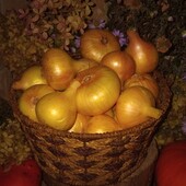 Цибуля домашня