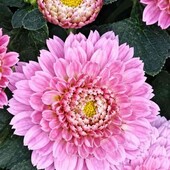 мініатюрна хризантема мультифлора Knipe pink,у лоті кущ 