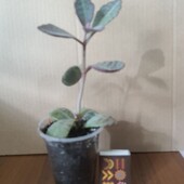 Каланхоэ.