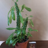 Монадениум Гюнтера (Monadenium Guentheri)