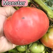 Томат гном Monster